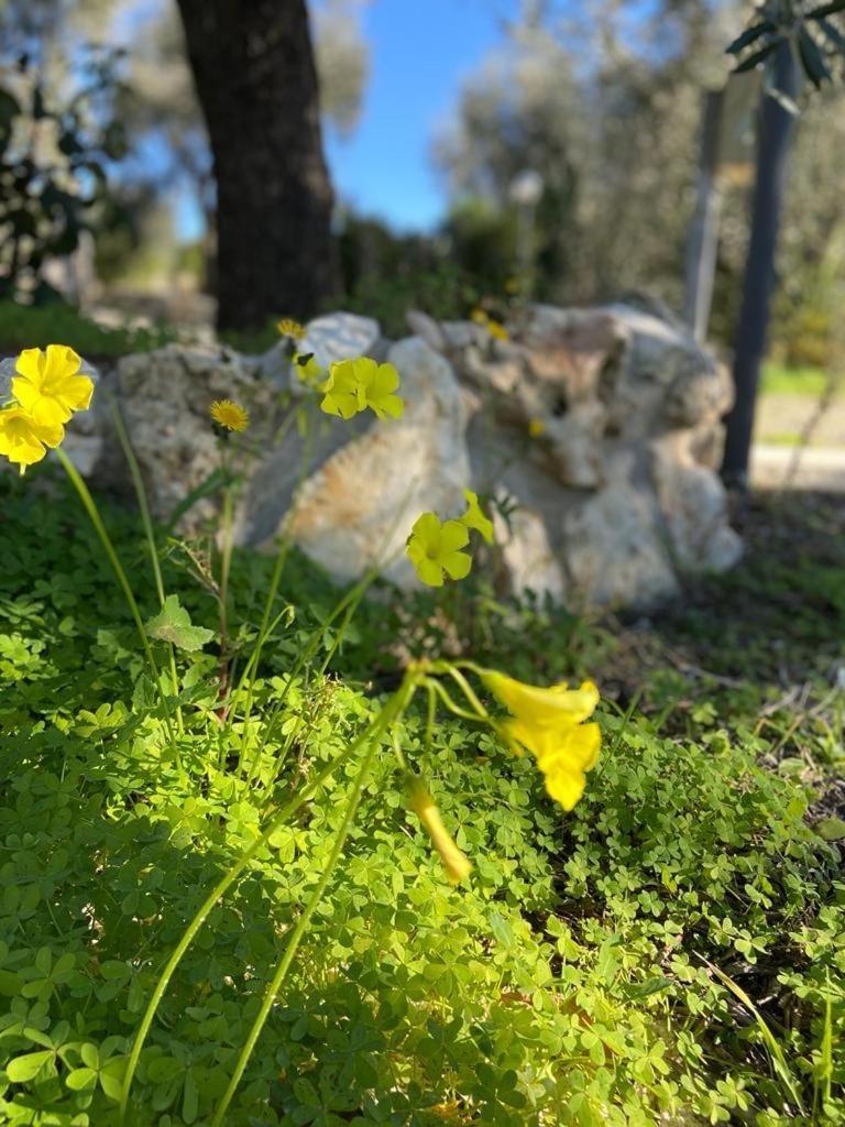 Dimora Toma Lägenhet Vieste Exteriör bild